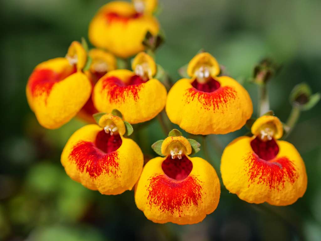 Calceolaria, Lady`s Purse, Slipper Flower, Pocketbook Flower, Slipperwort  with Yellow and Orange Flowers. Ornamental Hybrids for Stock Image - Image  of hybrids, bucket: 145749363