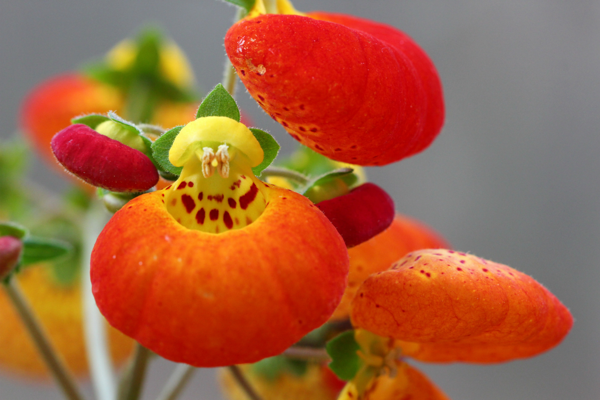 Calceolaria Ladys Purse Slipper Flower Pocketbook Flower Slipperwort With  Yellow And Orange Flowers Ornamental Hybrids For Landscape Design Delighted  Attractive Environment Stock Photo - Download Image Now - iStock