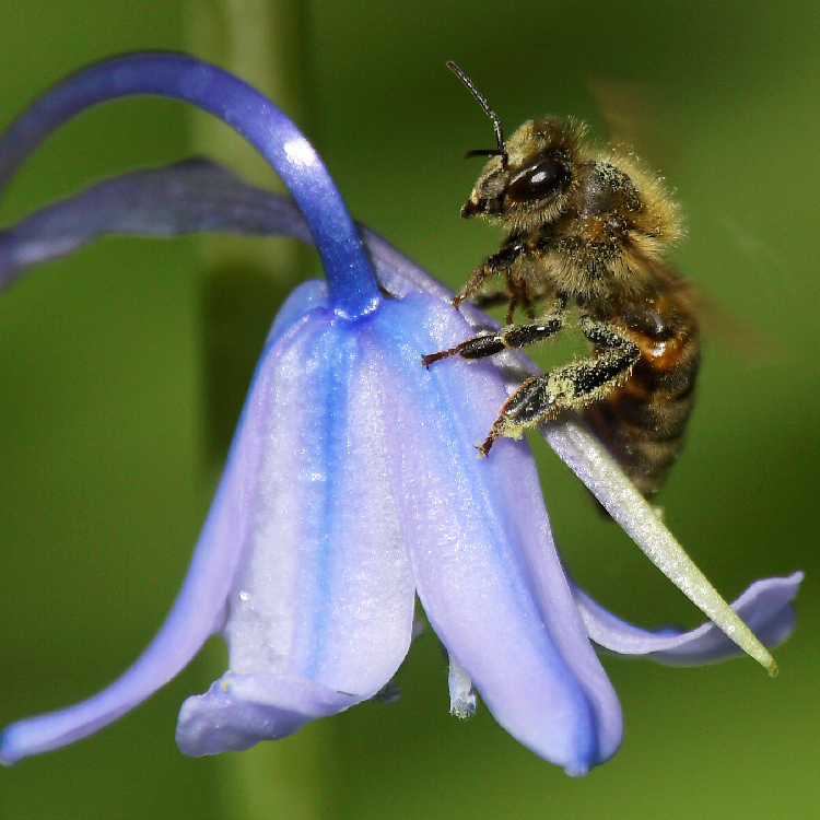 Arid environments buzz with more bees, says study - CGTN