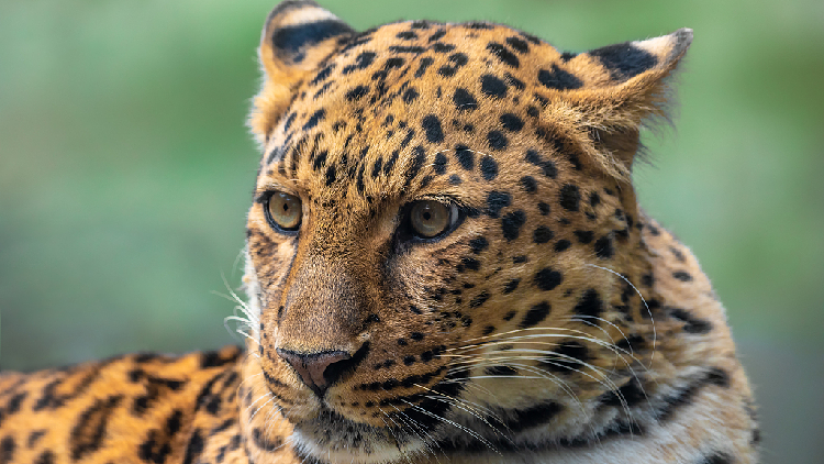 Beijing is ready to welcome leopards back into its woods, experts say ...