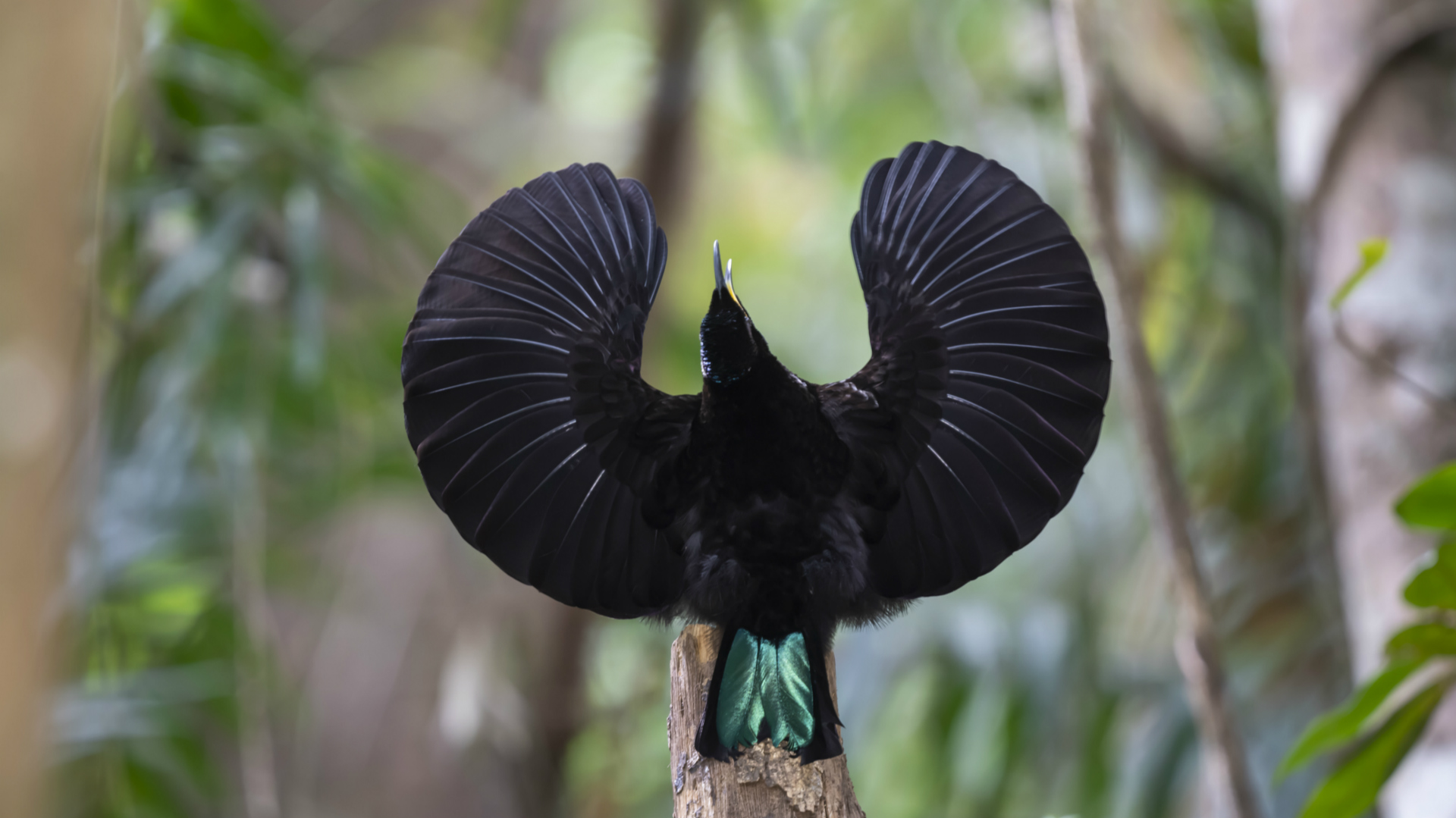 Black Bird Of Paradise Mating Dance At Grace Becky Blog