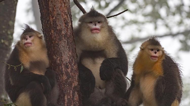 Rare monkeys, pheasant courtship filmed in SW China's Yunnan