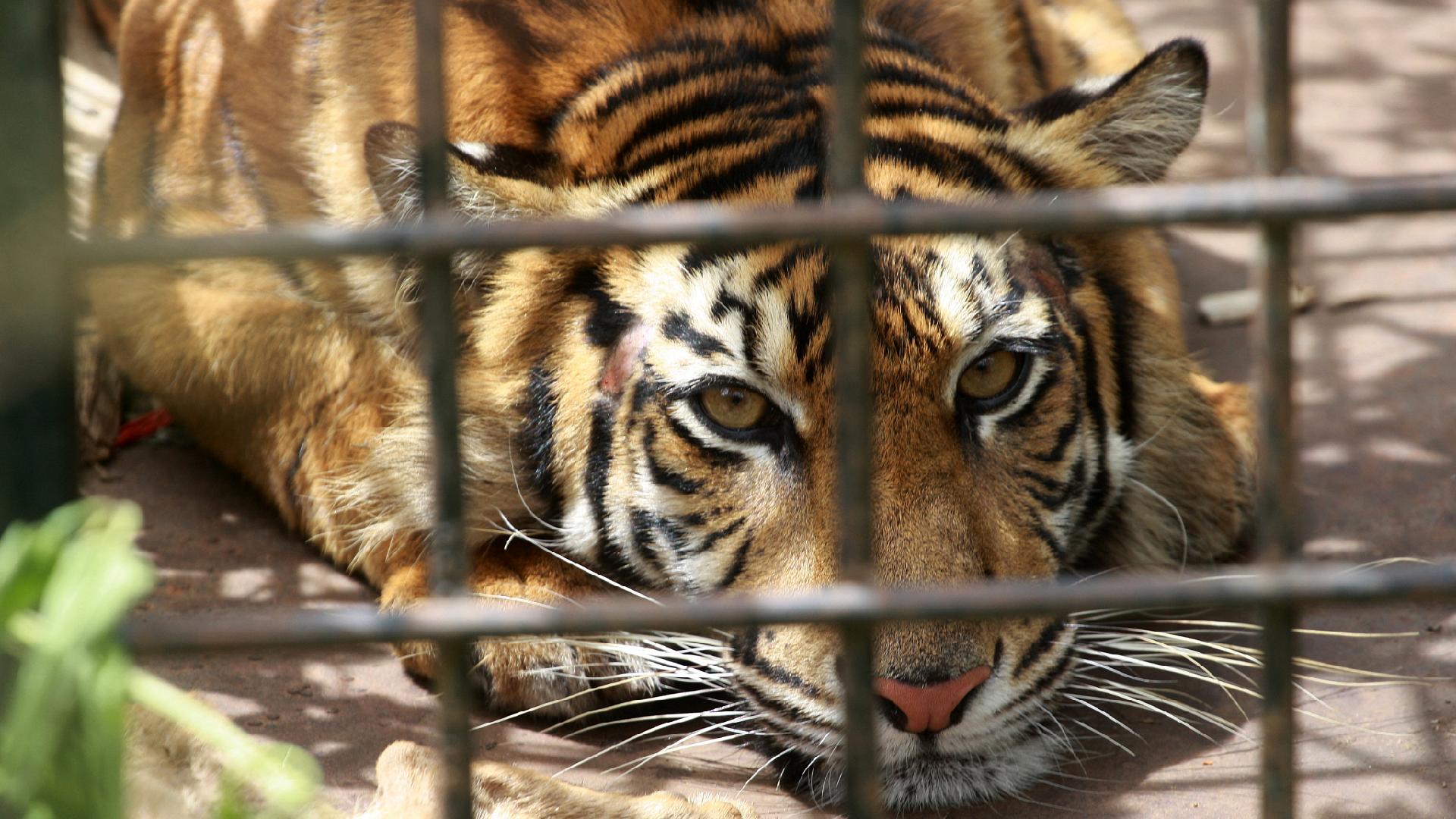 Sumatran tiger captured for preying on livestock in Indonesia - CGTN