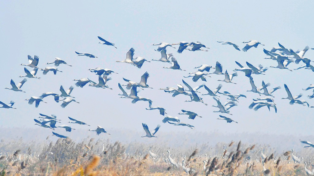 Red-crowned cranes dance at a wetland reserve in E China 
