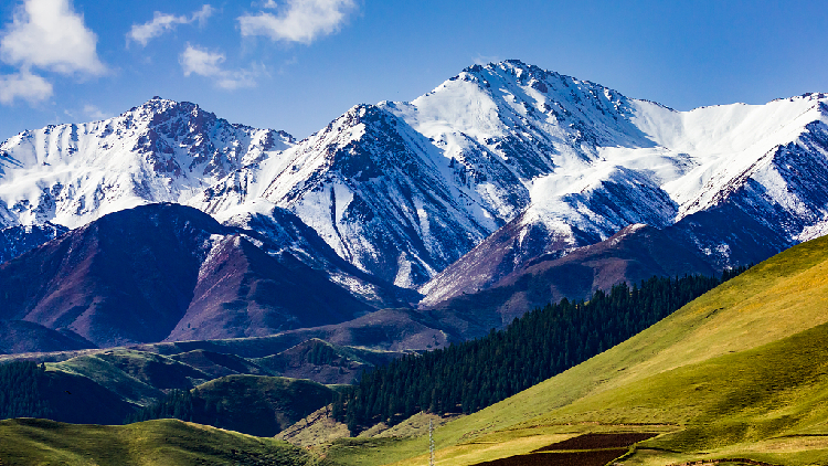 Subtropical forests once existed on the Qinghai-Tibet Plateau: study - CGTN