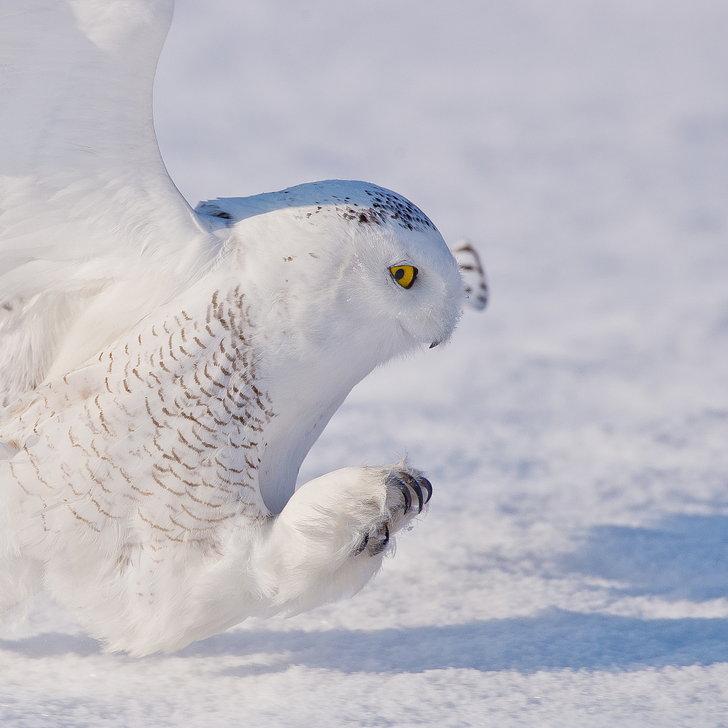 Snowy owl: The 'day owl' with snow-white plumage - CGTN