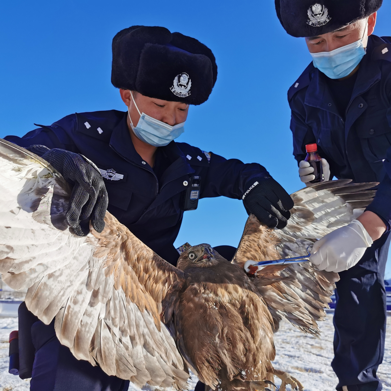 Injured bird rescued by police turns out to be rare falcon - CGTN