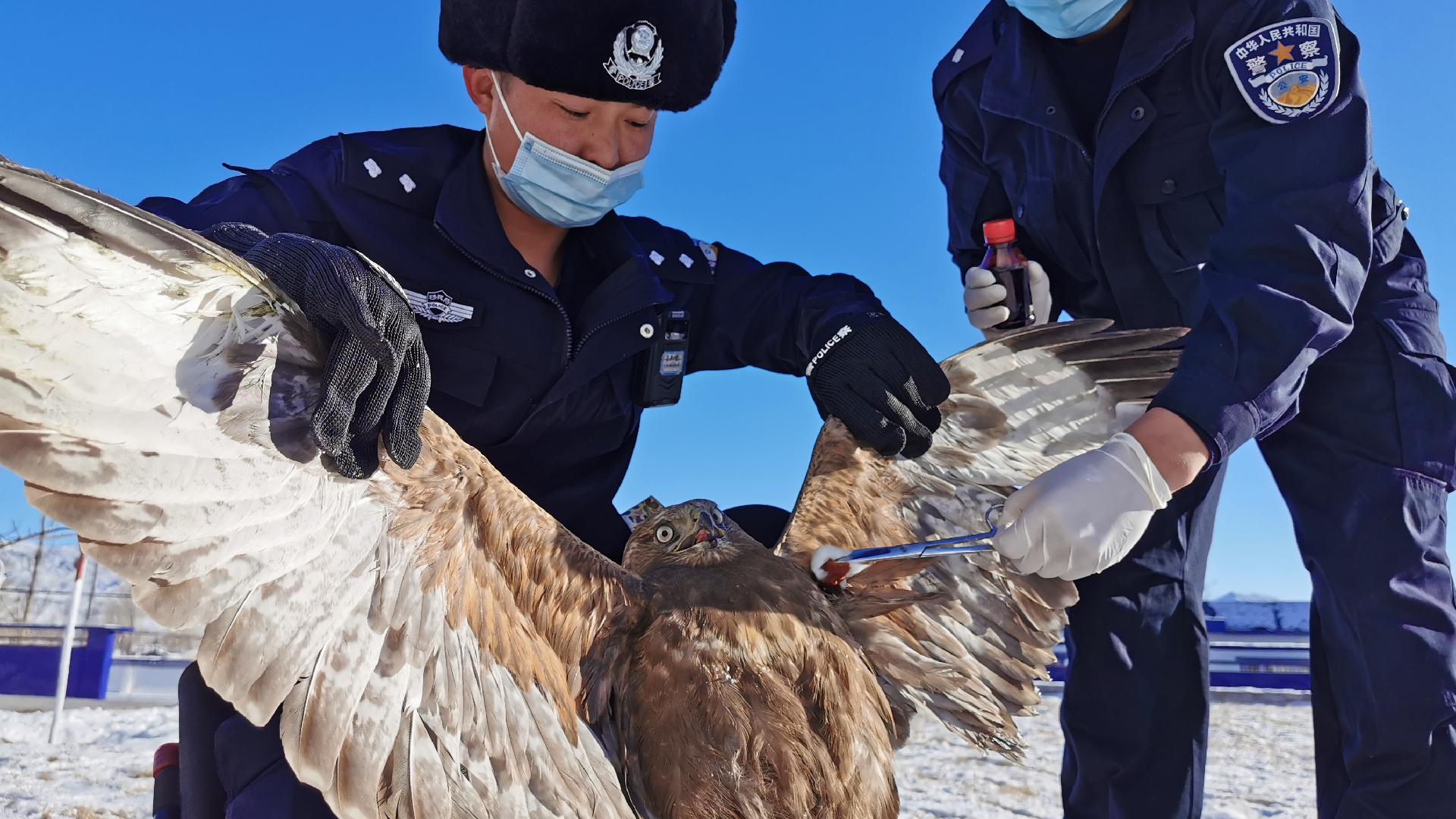 Injured bird rescued by police turns out to be rare falcon - CGTN