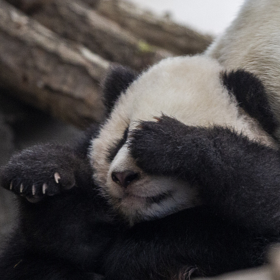 Pandas Make A Splash In Cgtn