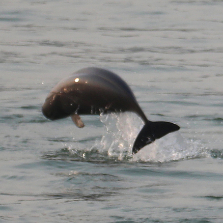 Endangered Finless porpoises spotted playing with anglers - CGTN