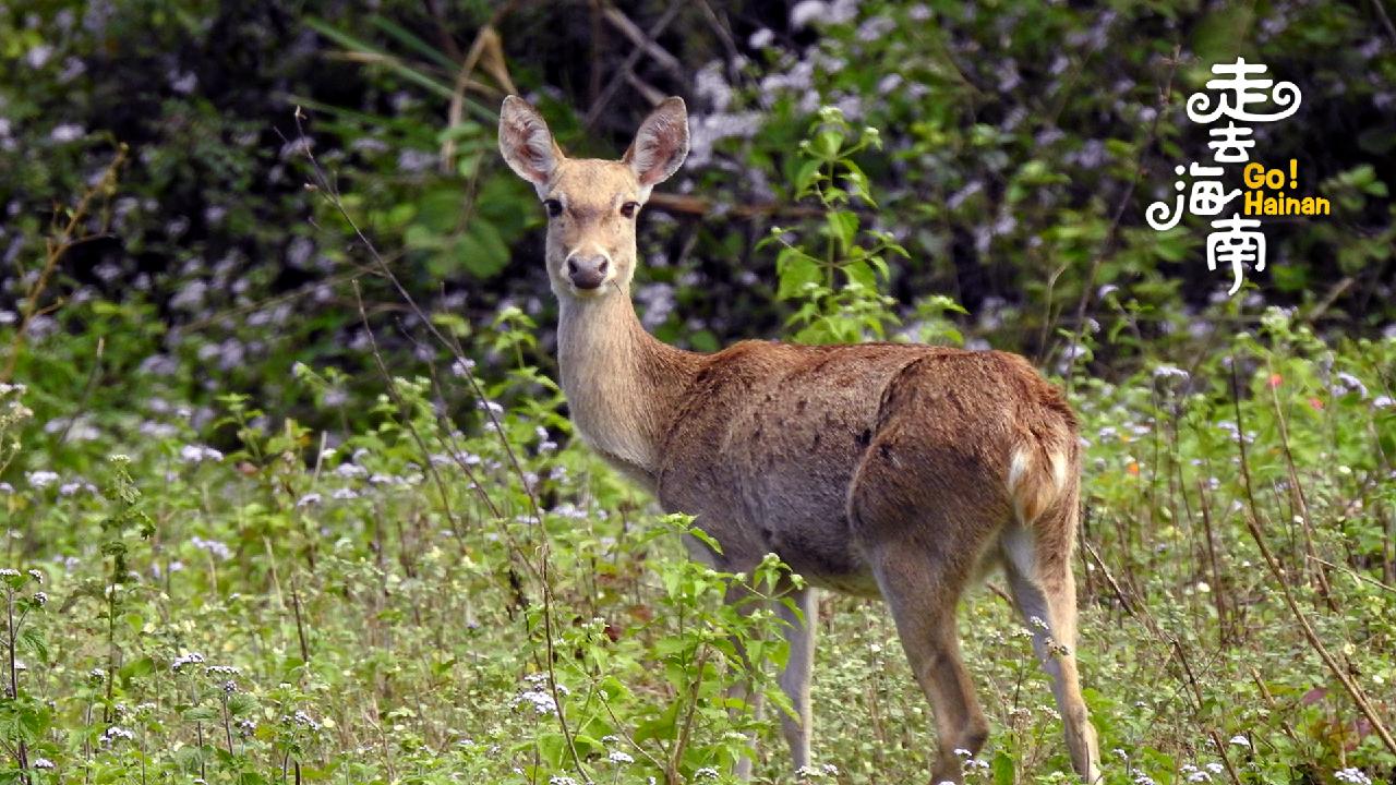 Hainan Eld's deer One of the rarest deer species in China CGTN