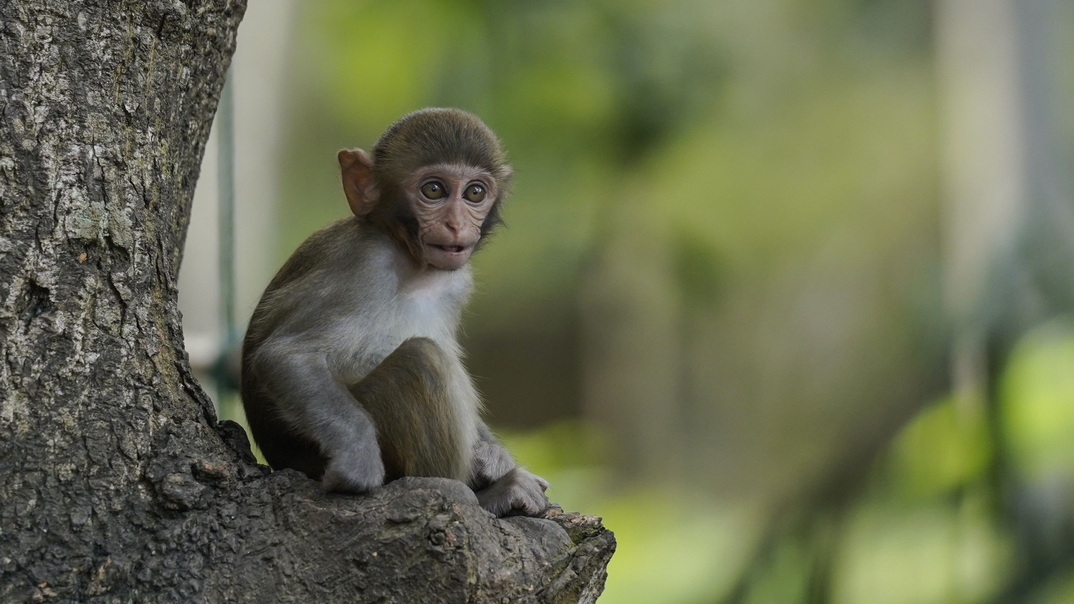 The only island nature reserve protecting macaques in the world - CGTN