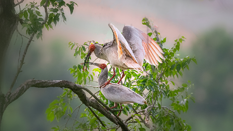 Meet The Most Dangerous Bird In The World Cgtn