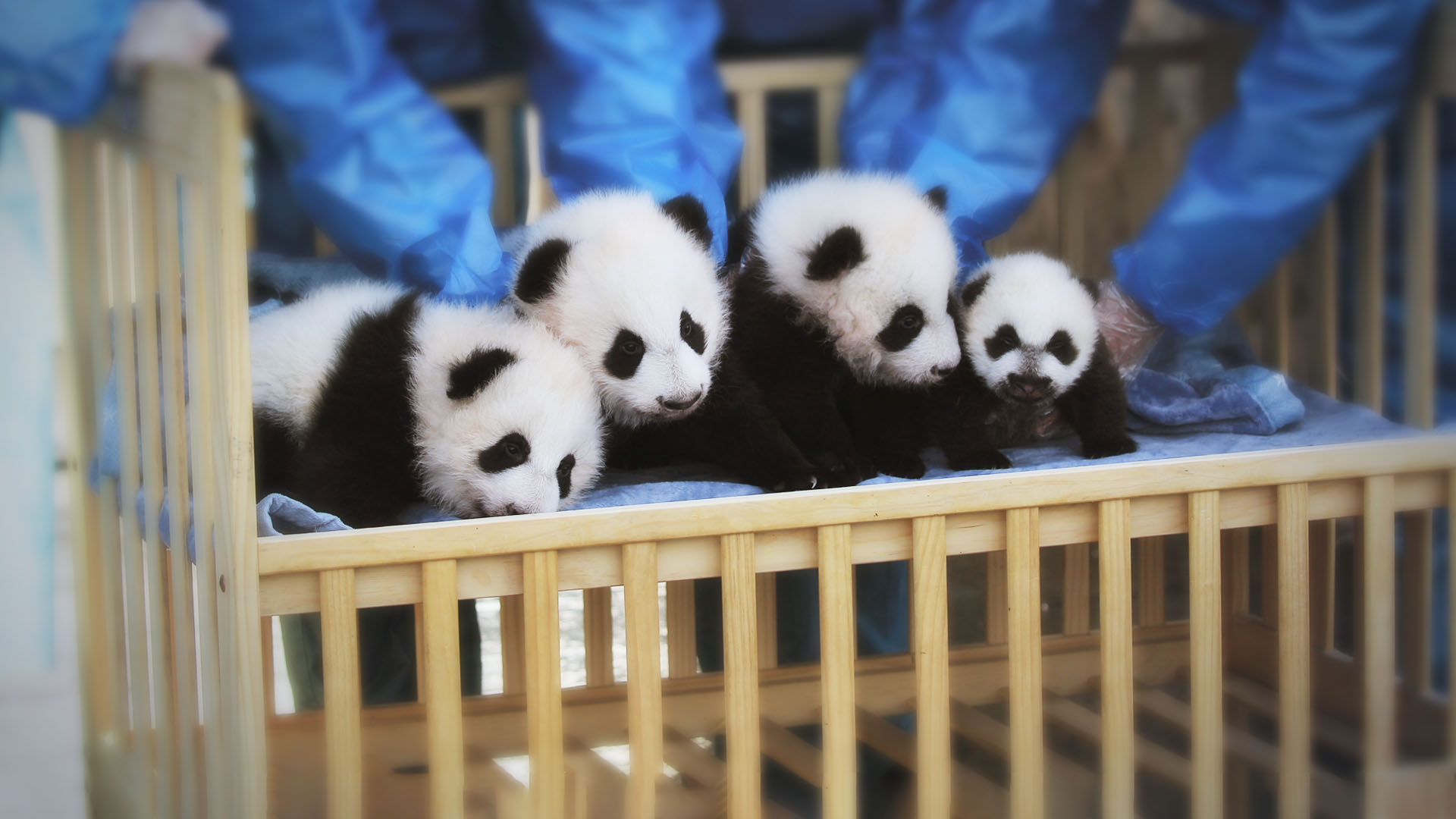 cute giant panda cubs