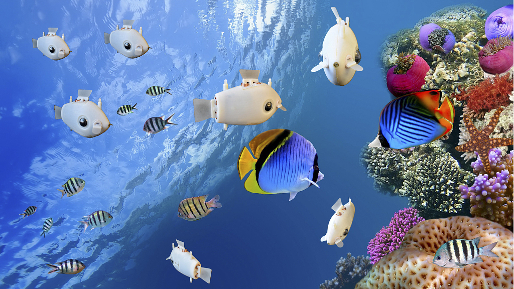 Mini robot fish swim in schools, just like the real thing - CGTN