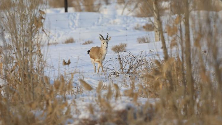 Planted forest attracts goitered gazelle in Xinjiang, NW China - CGTN