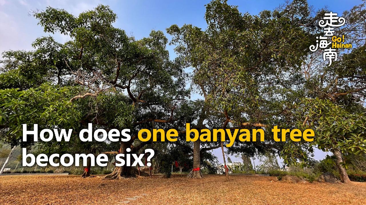 How does one banyan tree become six? - CGTN