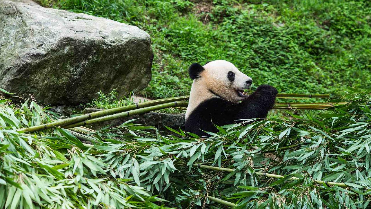 Live: A virtual encounter with the giant pandas – Ep. 2 - CGTN