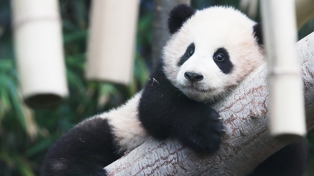 Cub Class Clingy Baby Panda Hitches A Lift On Keeper S Leg Cgtn