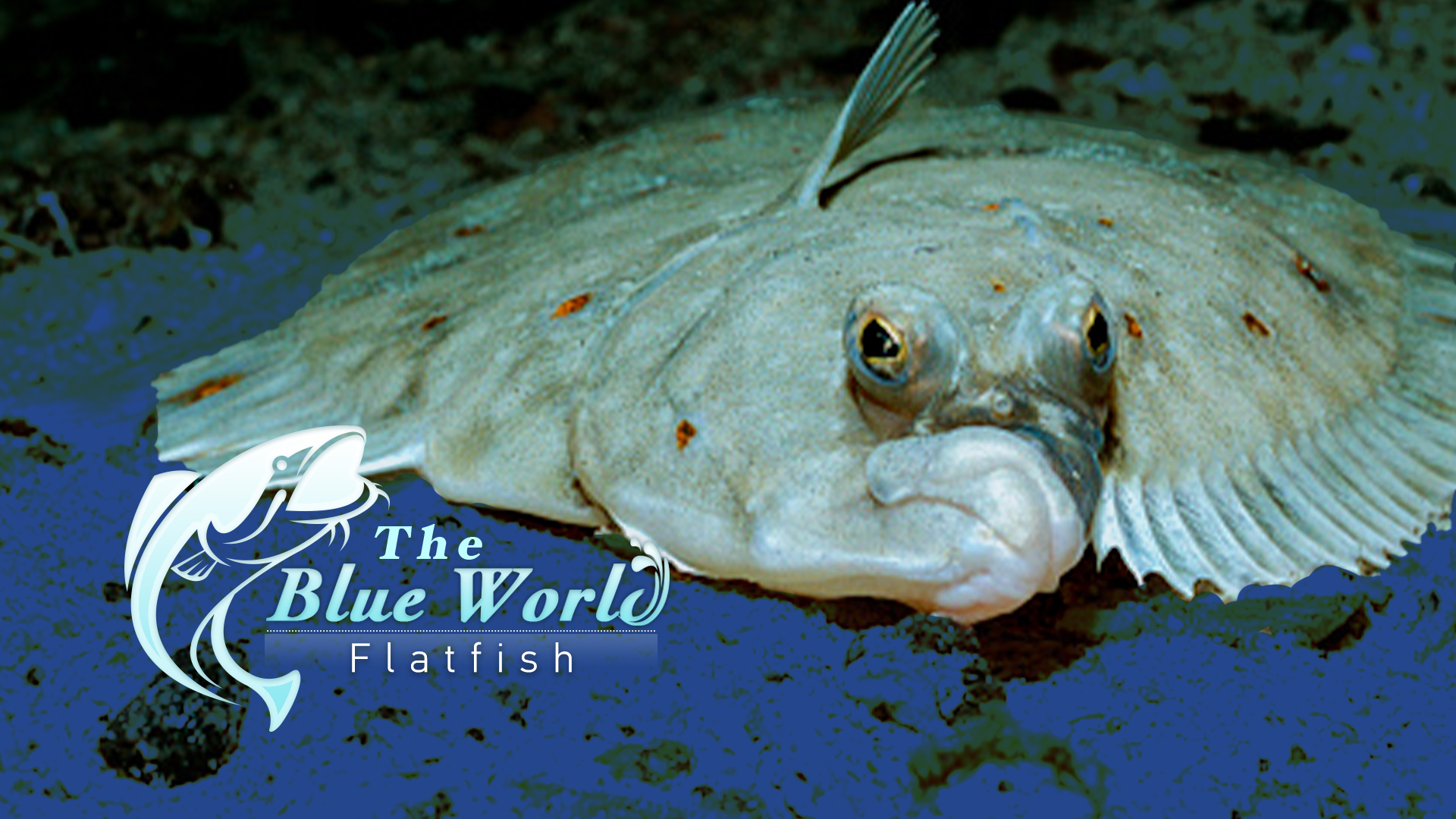The Blue World: From round fish to flatfish - CGTN