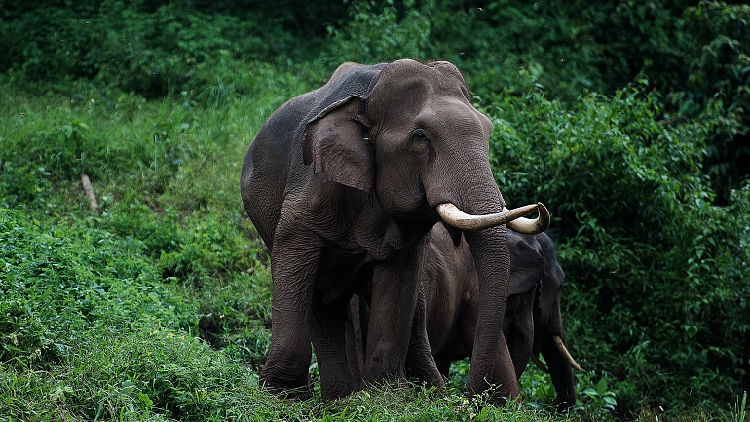 Villages in SW China step up monitoring against wild elephant invasion ...