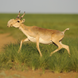 From 12 to 200: The tough reintroduction of saiga antelopes - CGTN