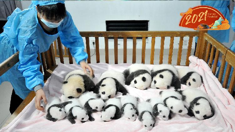 Live: Newborn panda cubs make debut in Chengdu on Little New Year - CGTN