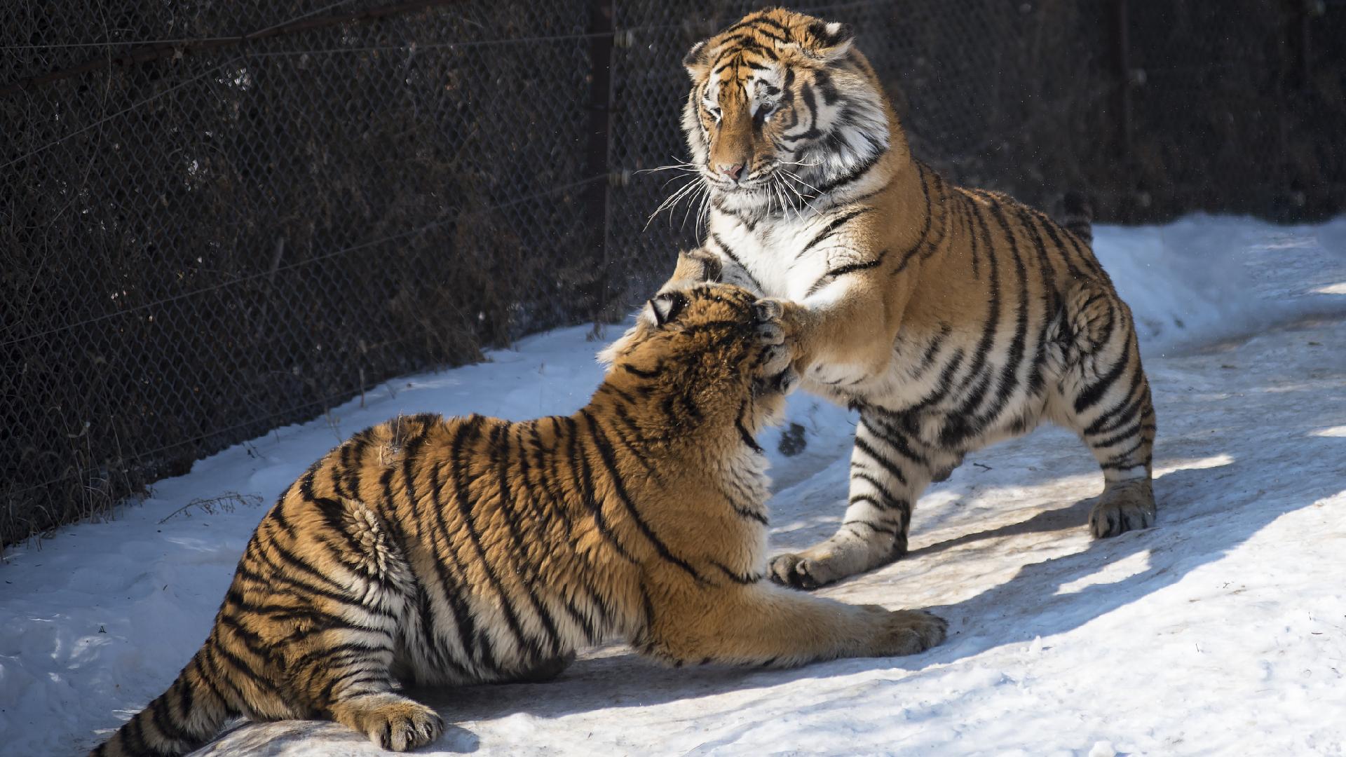 Siberian tigers play in snow in NE China - CGTN
