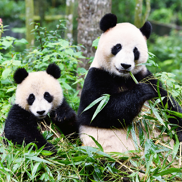 Live A Virtual Encounter With Giant Pandas Ep 14 Cgtn