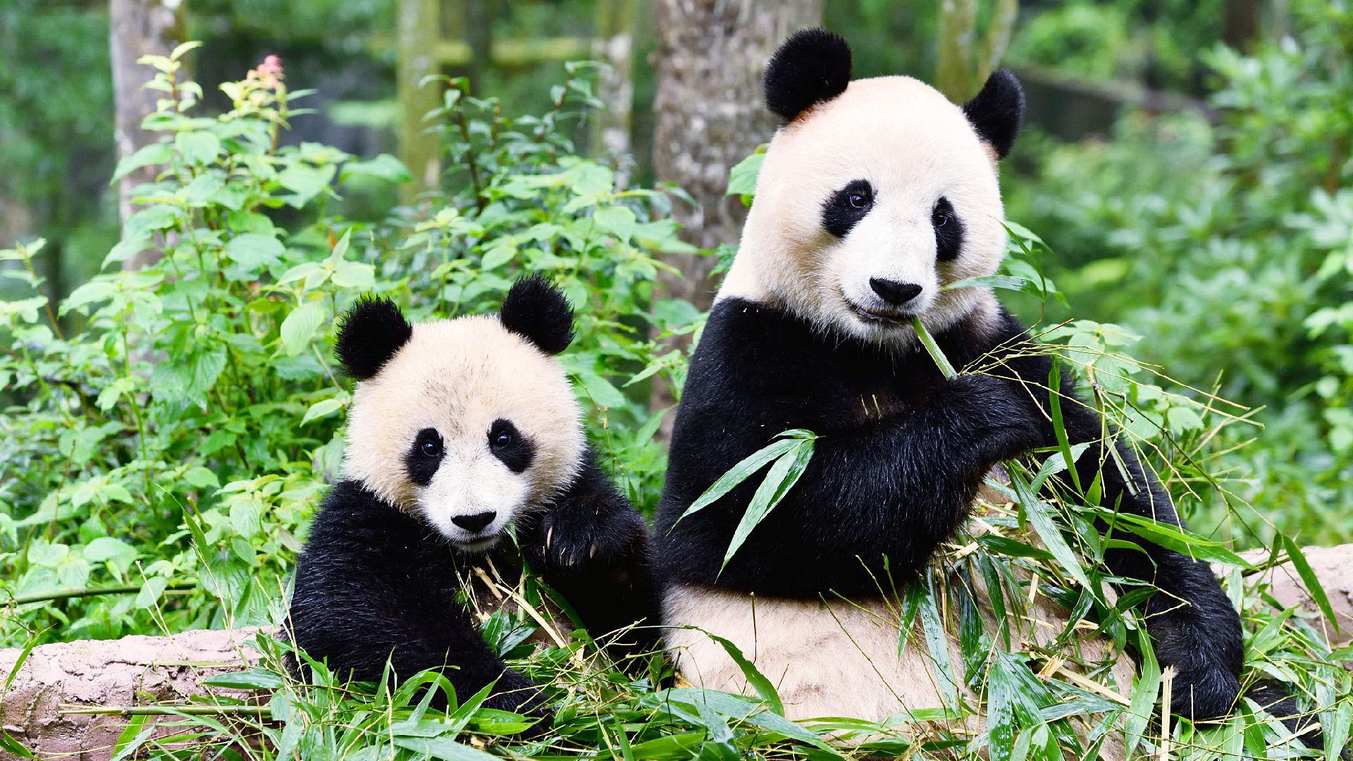 Большая панда сколько живут. Заповедник панд в Китае. Сычуань резерваты Панда. Панда фото. Гигантская Панда.