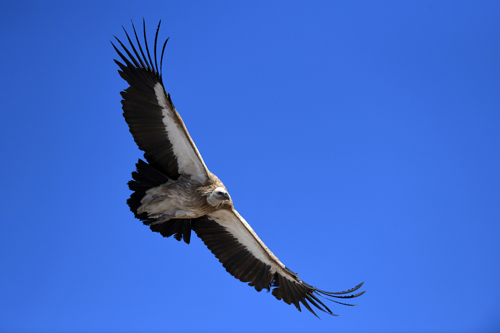 Himalayan vulture, secondclass protected animal, spotted