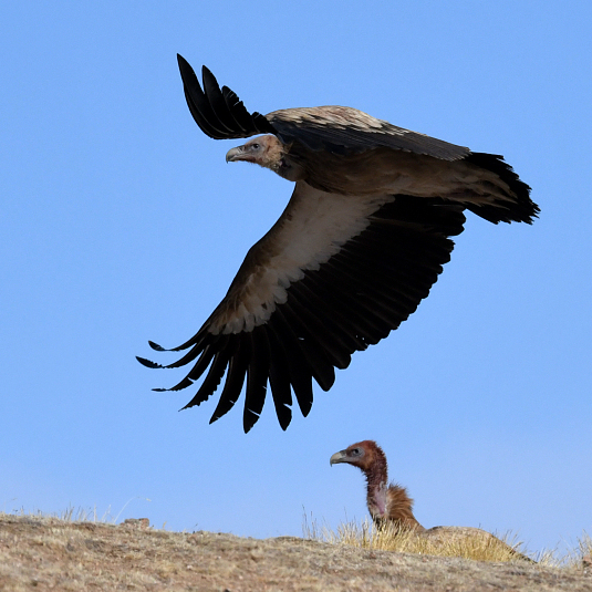 Himalayan vulture, secondclass protected animal, spotted in NW China