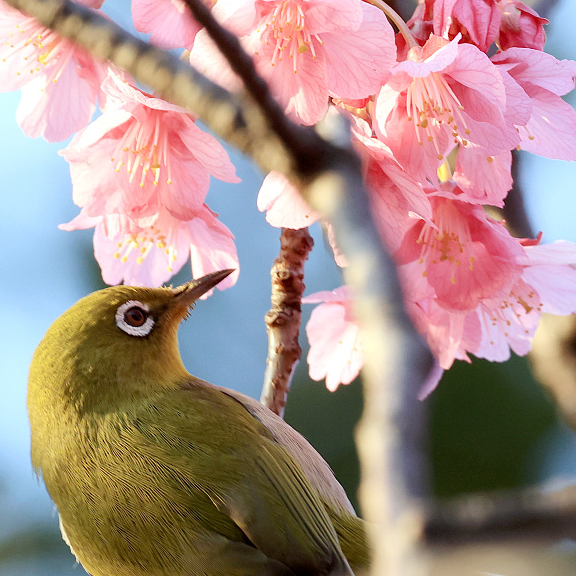 Cherry blossoms blooming in early spring attract birds in Japan - CGTN
