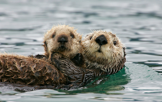 The Blue World: Sea otter's treasure chest - CGTN