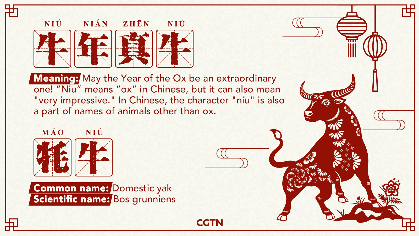 Happy 'Niu' Year: Yak - CGTN