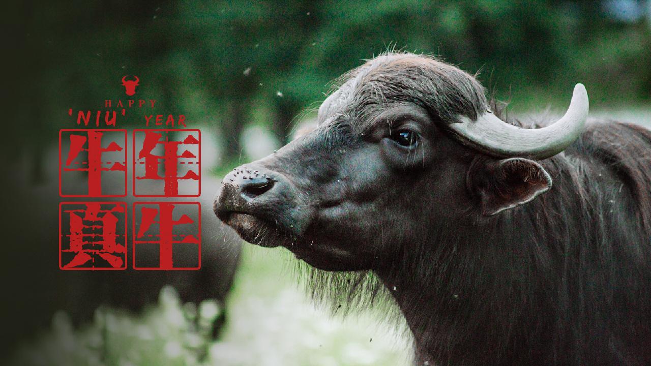 Happy 'Niu' Year: Water buffalo - CGTN