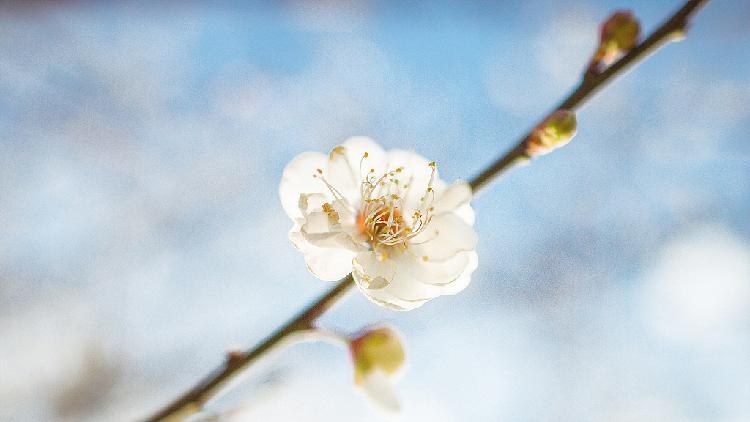 Flowers Bloom To Welcome The Spring In SW China - CGTN