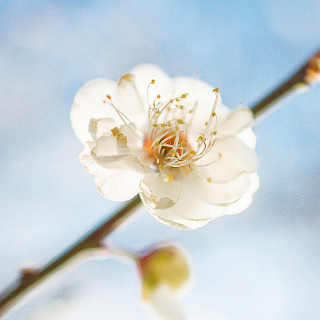 Flowers Bloom To Welcome The Spring In SW China - CGTN