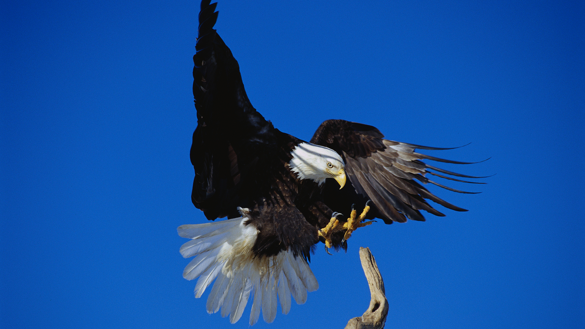 Bald Eagles in Big Bear Lake - Big Bear Lake