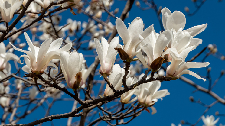 Yulan magnolia flowers bloom to welcome the spring - CGTN