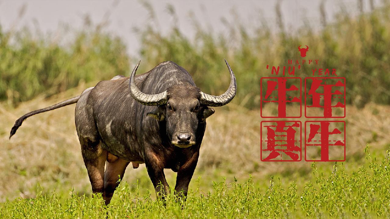 Happy Year: water buffalo - CGTN
