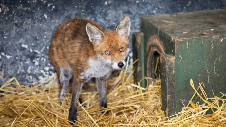 locked-down-pub-becomes-irelands-first-wildlife-hospital