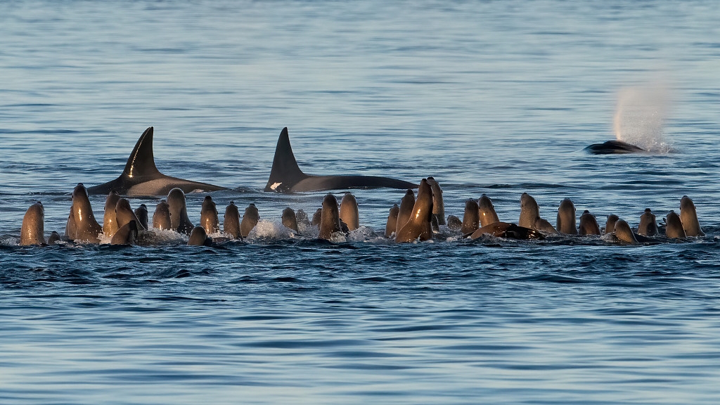 Amazing scene of killers whales encircling sea lions - CGTN