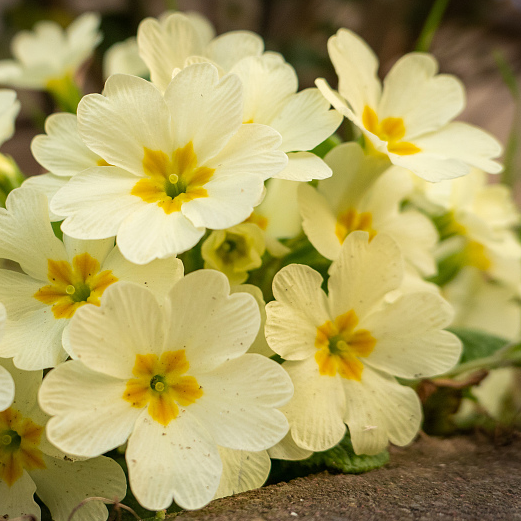 Primrose: Delicate flower that announces the first spring breath - CGTN