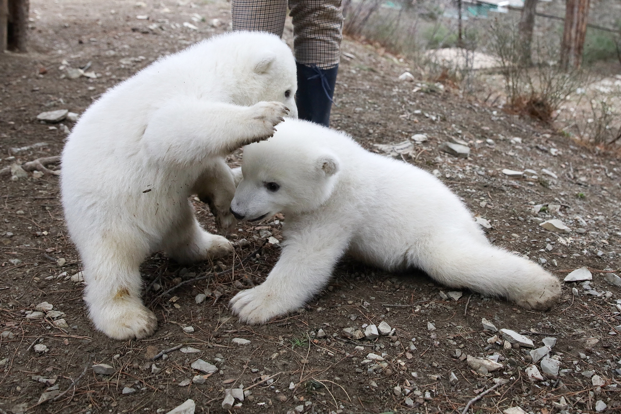 Baby Polar Bear Cubs Playing