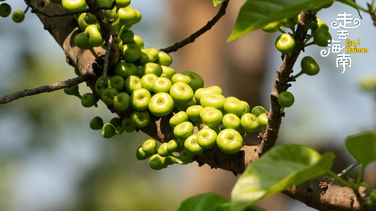 Greenfruited fig trees in Hainan Tropical Botanical Garden CGTN