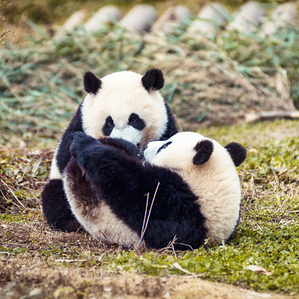 Live Virtual Encounter With Giant Pandas Ep 38 Cgtn