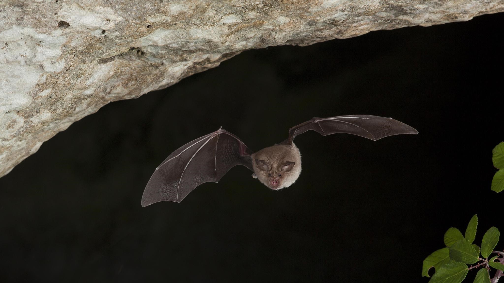COVID-19 &#39;bat origin&#39; theory is getting more attention - CGTN