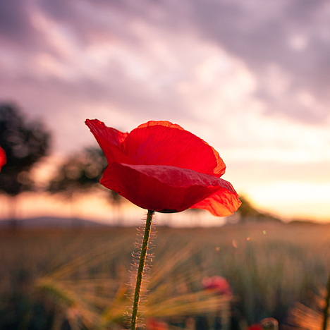 Corn poppy: The beauty with many symbolisms - CGTN