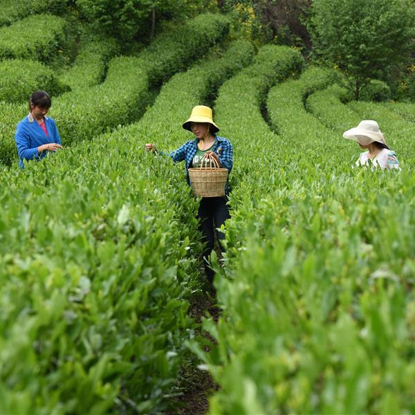 Live Planting tea in a high altitude area in NW China CGTN